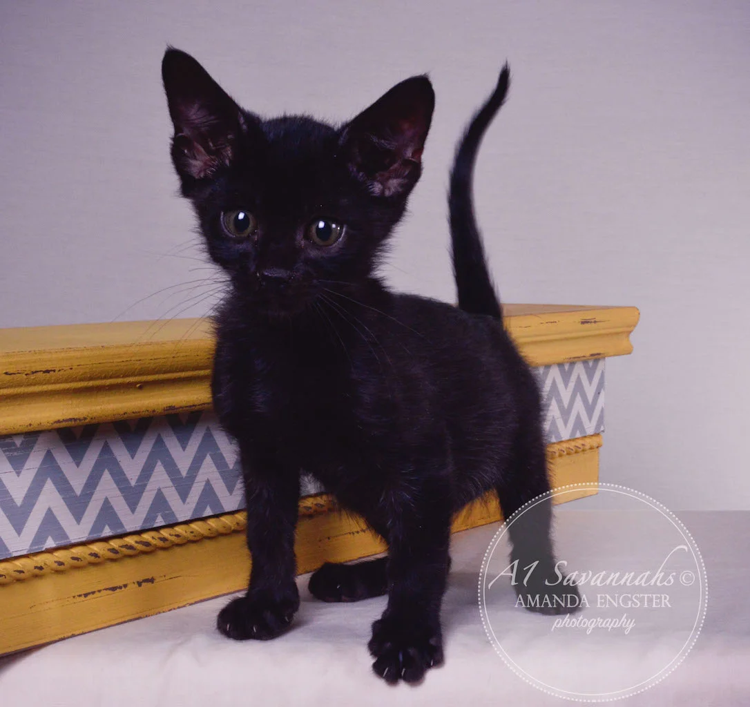 A1 Savannahs Sampson Bear SBT Male Savannah Kitten
