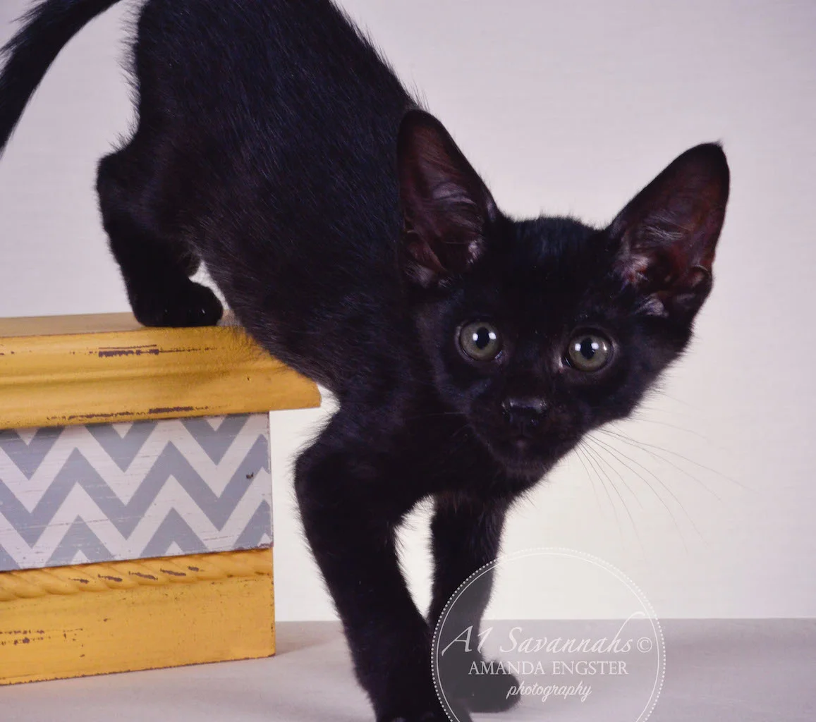 A1 Savannahs Sampson Bear SBT Male Savannah Kitten