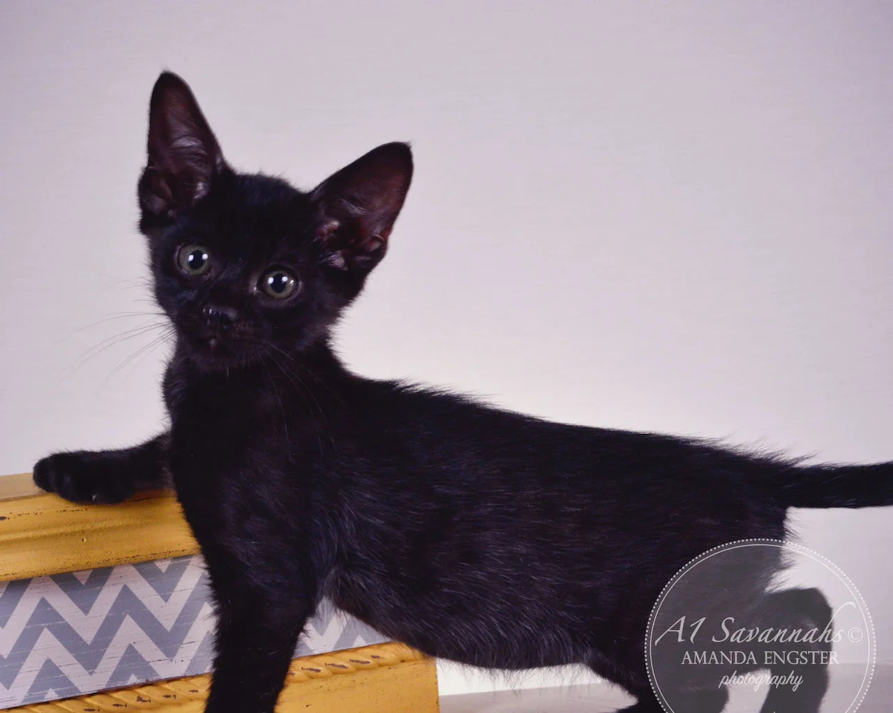 A1 Savannahs Sampson Bear SBT Male Savannah Kitten