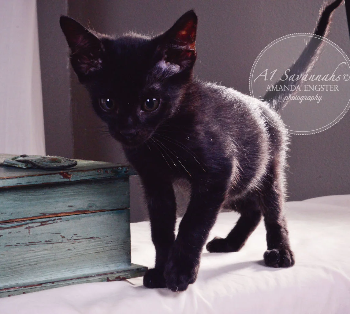 A1 Savannahs Sampson Bear SBT Male Savannah Kitten