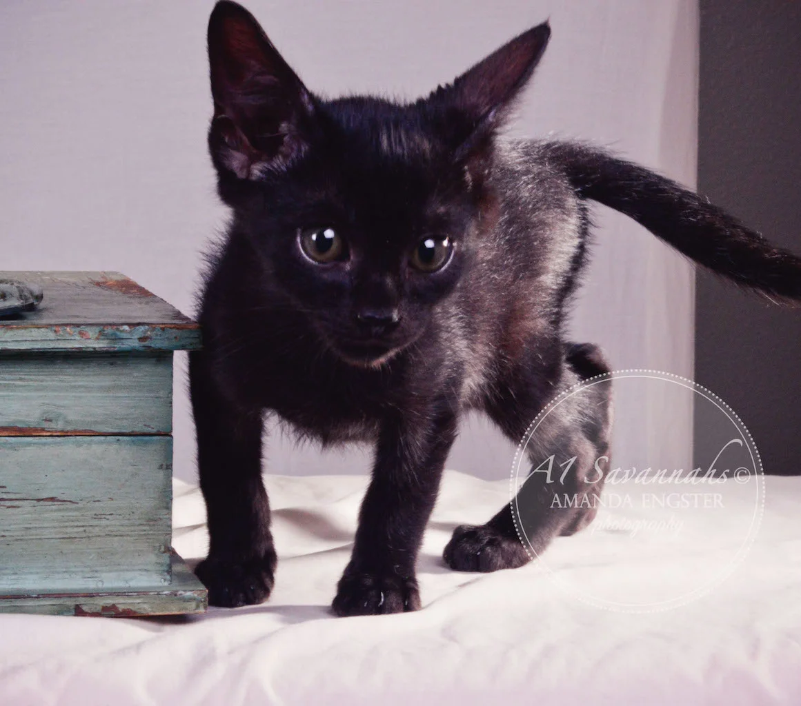A1 Savannahs Sampson Bear SBT Male Savannah Kitten