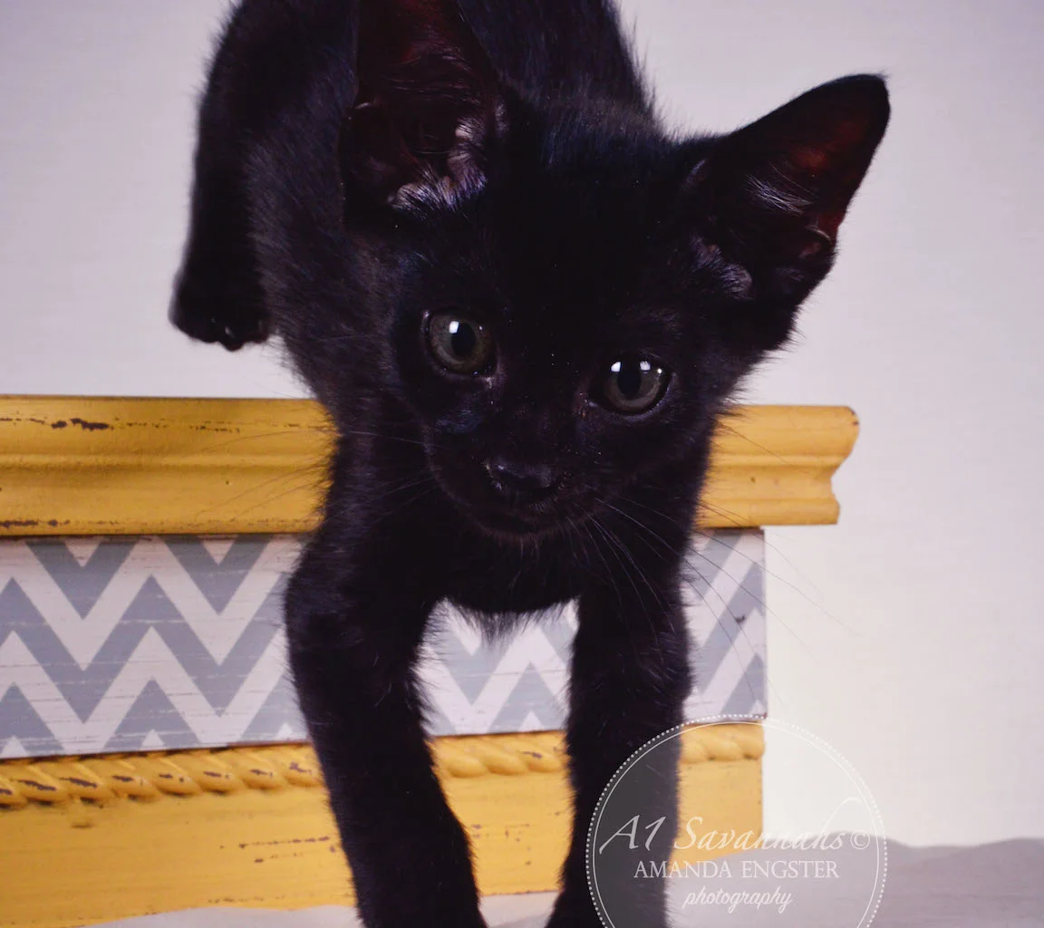 A1 Savannahs Sampson Bear SBT Male Savannah Kitten