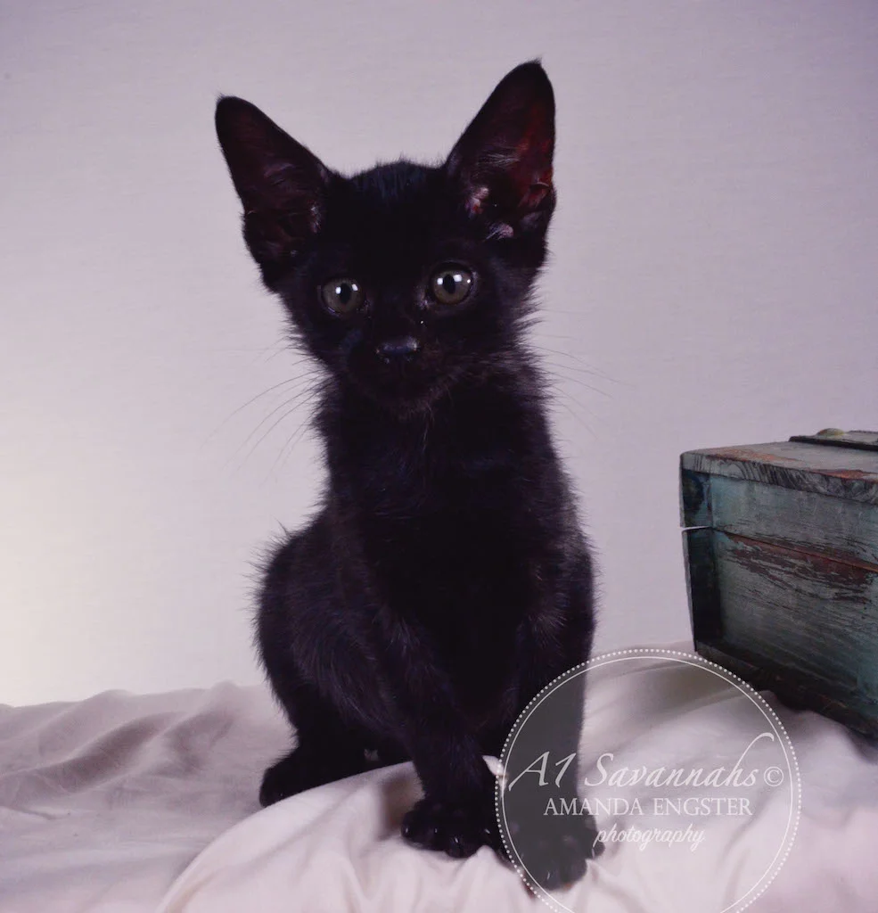 A1 Savannahs Sampson Bear SBT Male Savannah Kitten