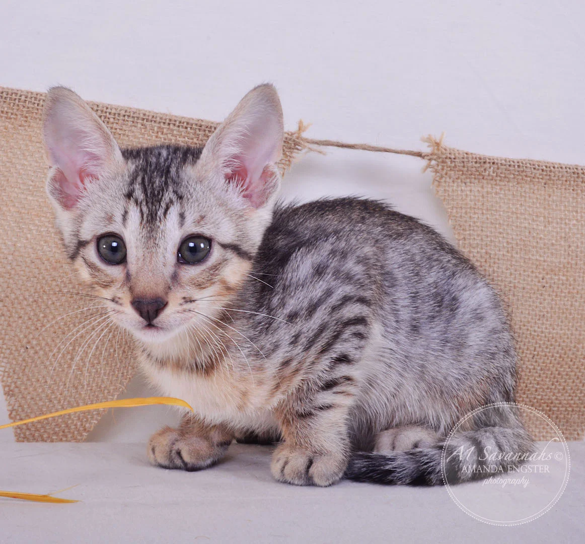 A1 Savannahs Elliot (Kobe) SBT Male Savannah Kitten