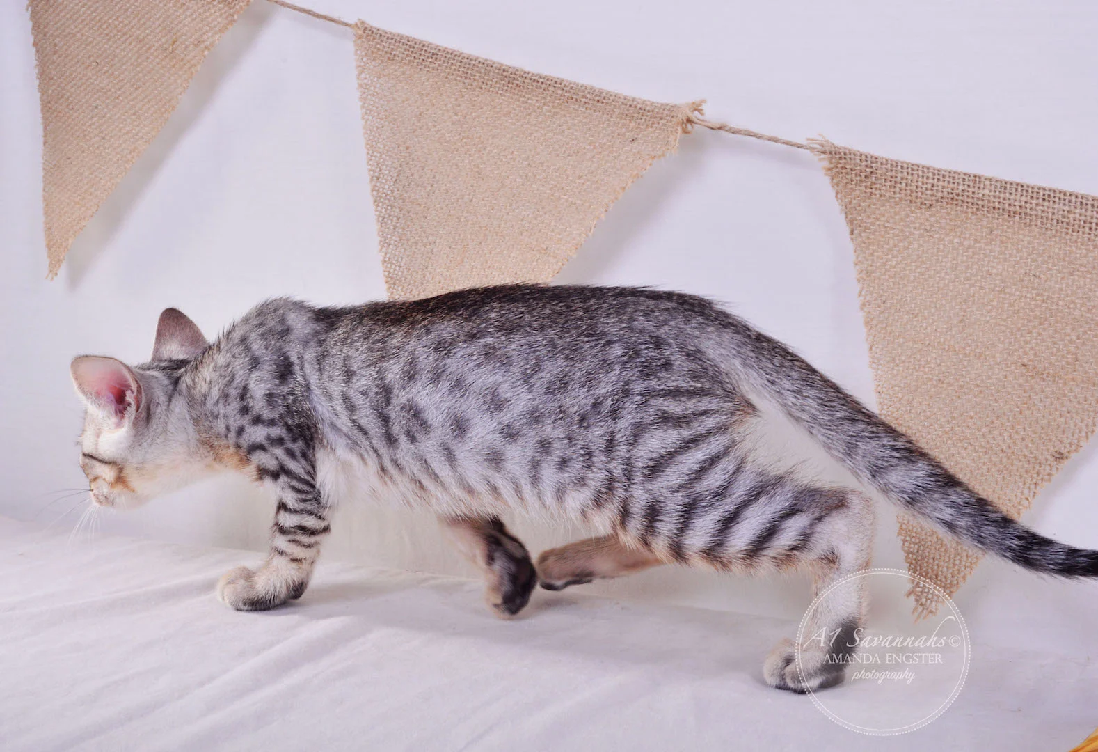 A1 Savannahs Elliot (Kobe) SBT Male Savannah Kitten