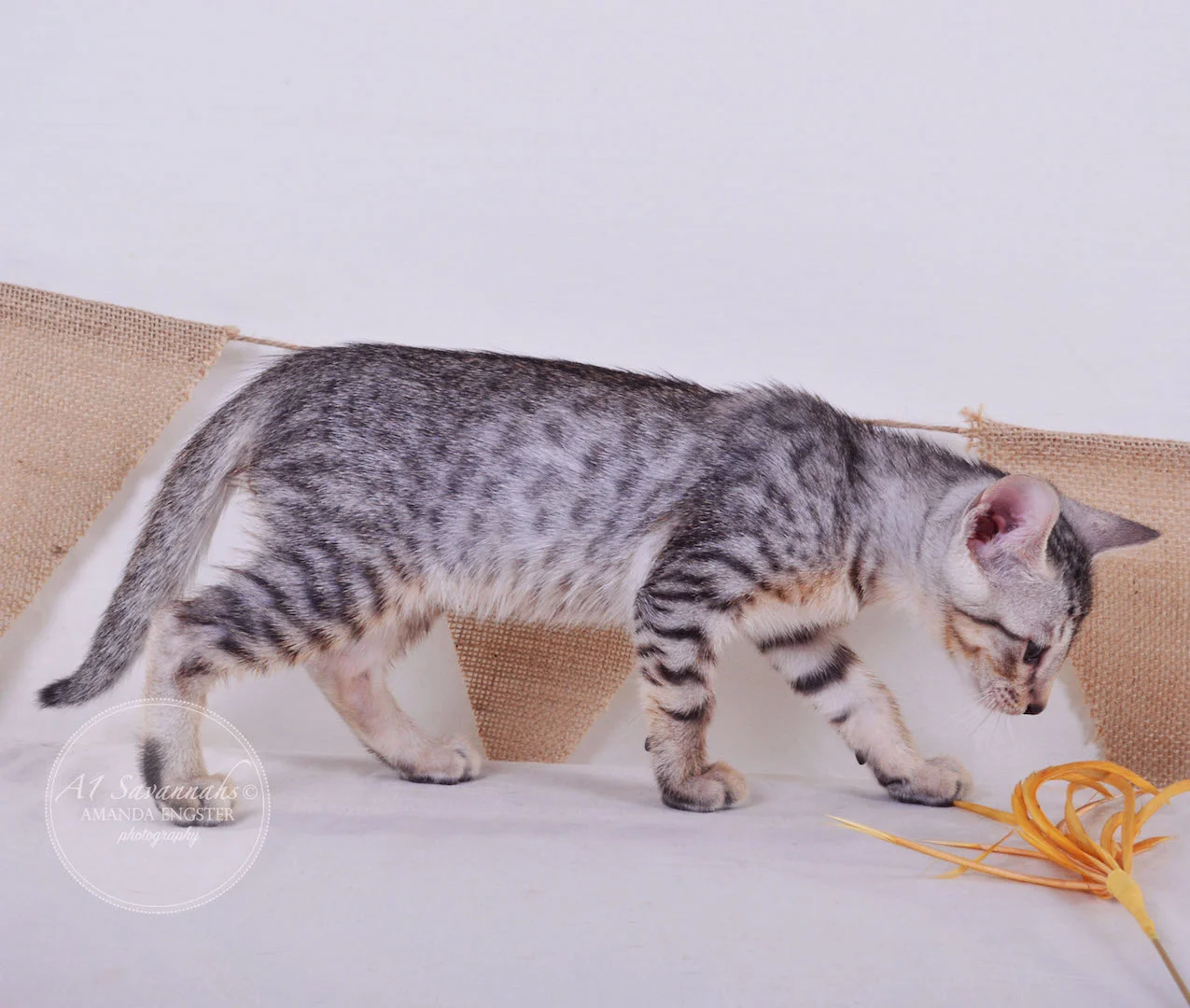 A1 Savannahs Elliot (Kobe) SBT Male Savannah Kitten