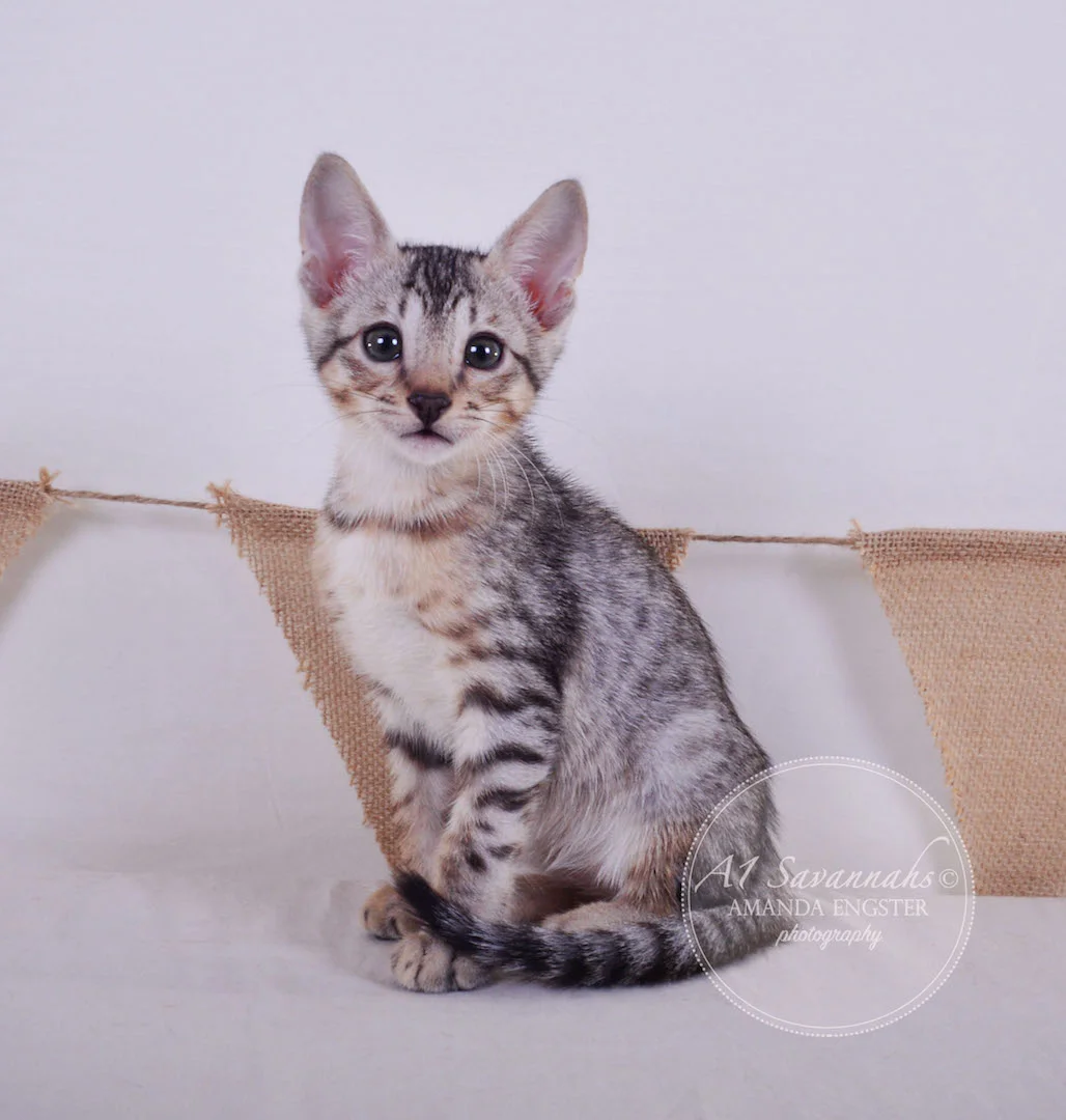A1 Savannahs Elliot (Kobe) SBT Male Savannah Kitten