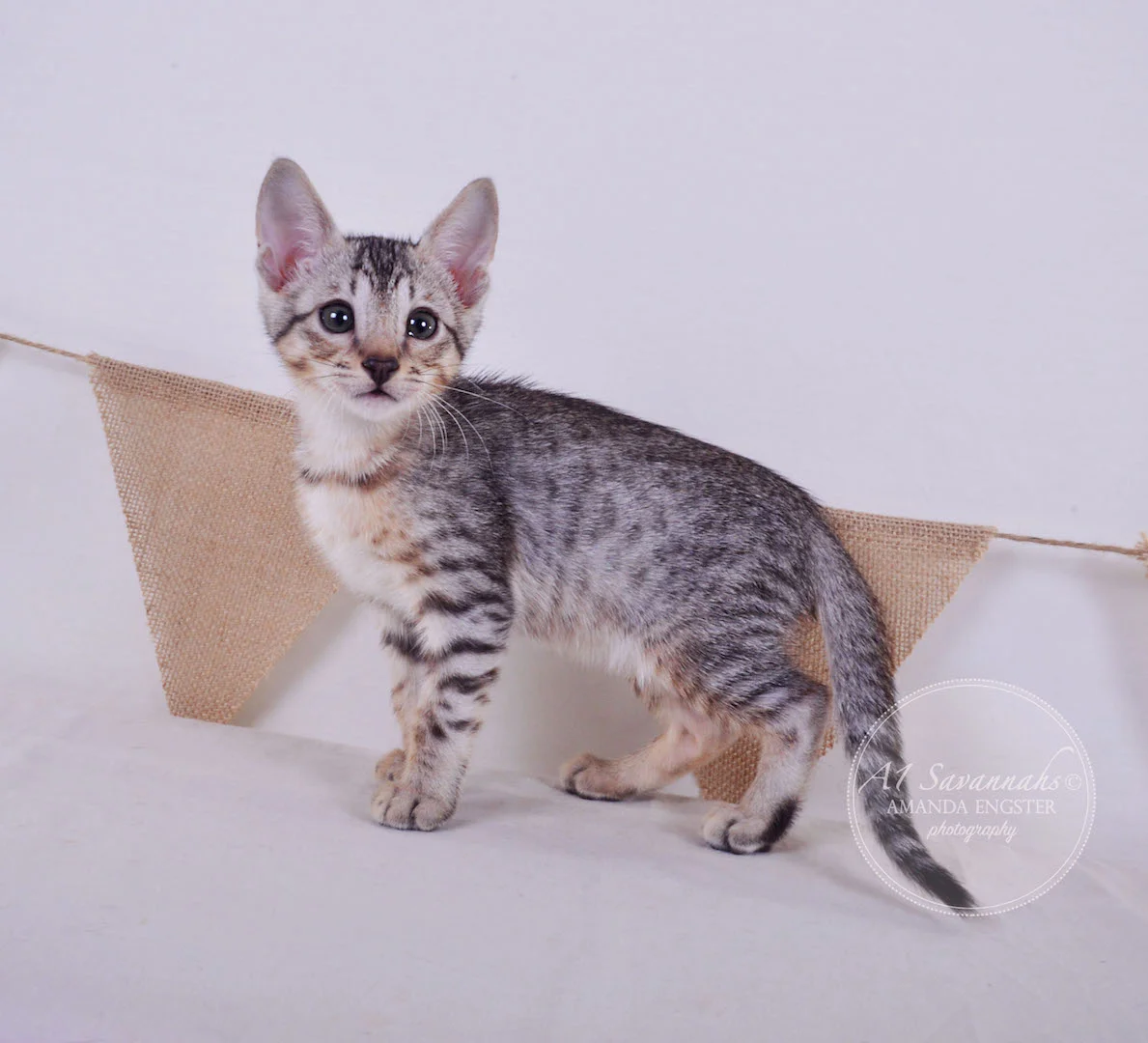 A1 Savannahs Elliot (Kobe) SBT Male Savannah Kitten