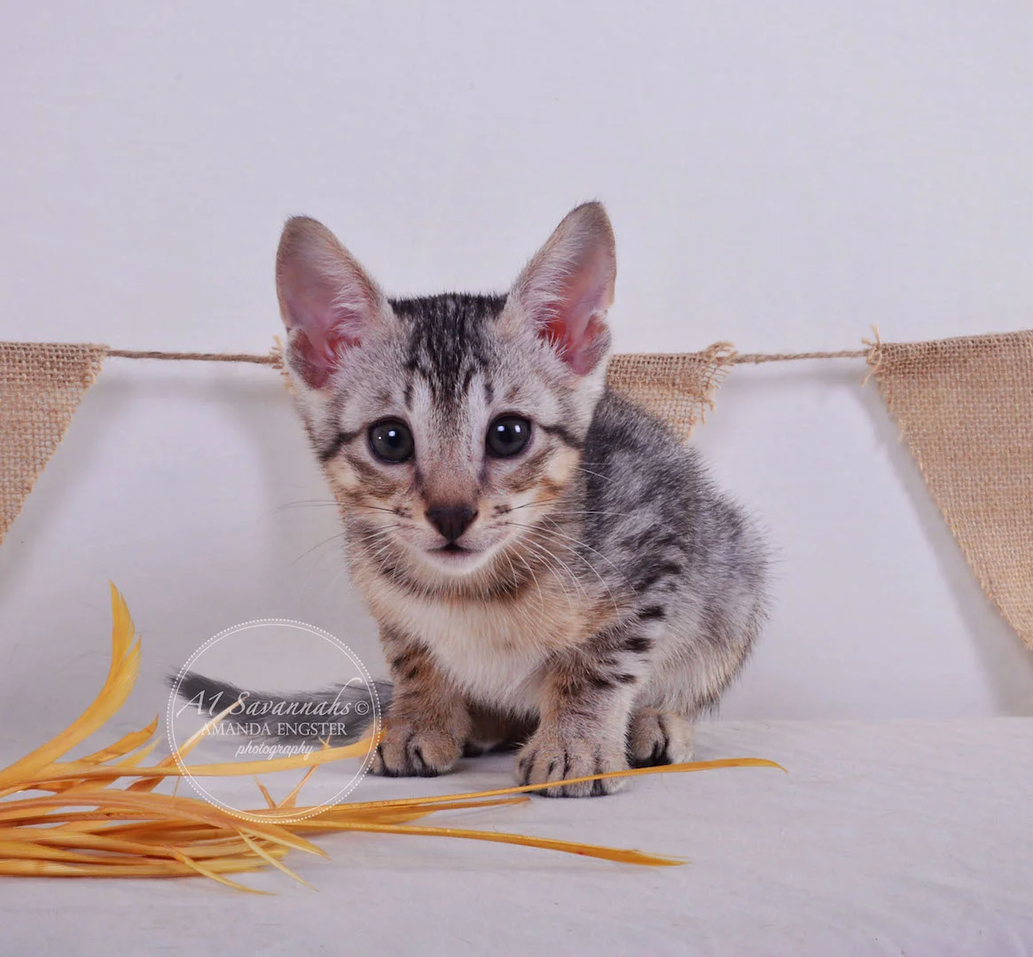 A1 Savannahs Elliot (Kobe) SBT Male Savannah Kitten