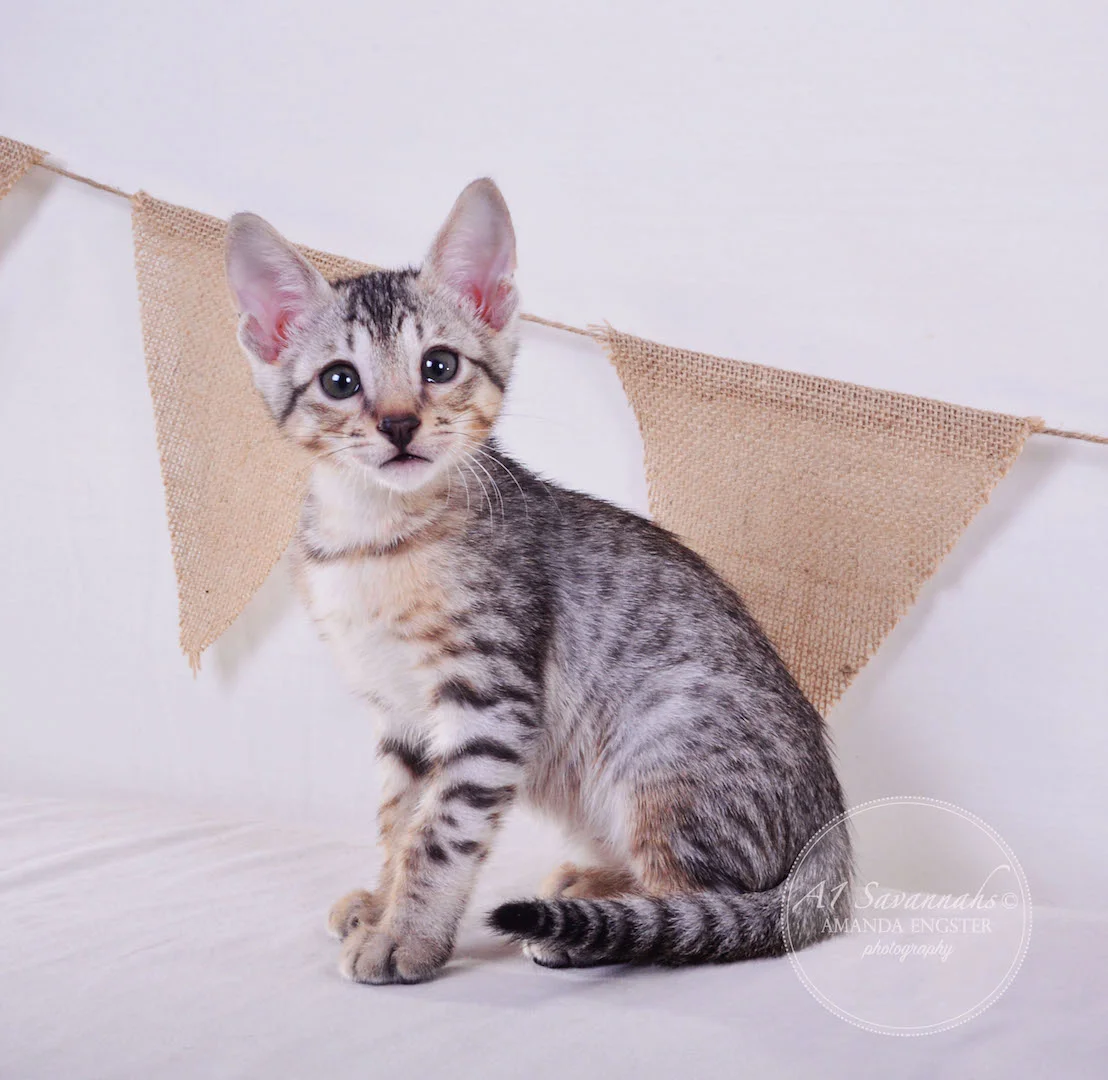 A1 Savannahs Elliot (Kobe) SBT Male Savannah Kitten