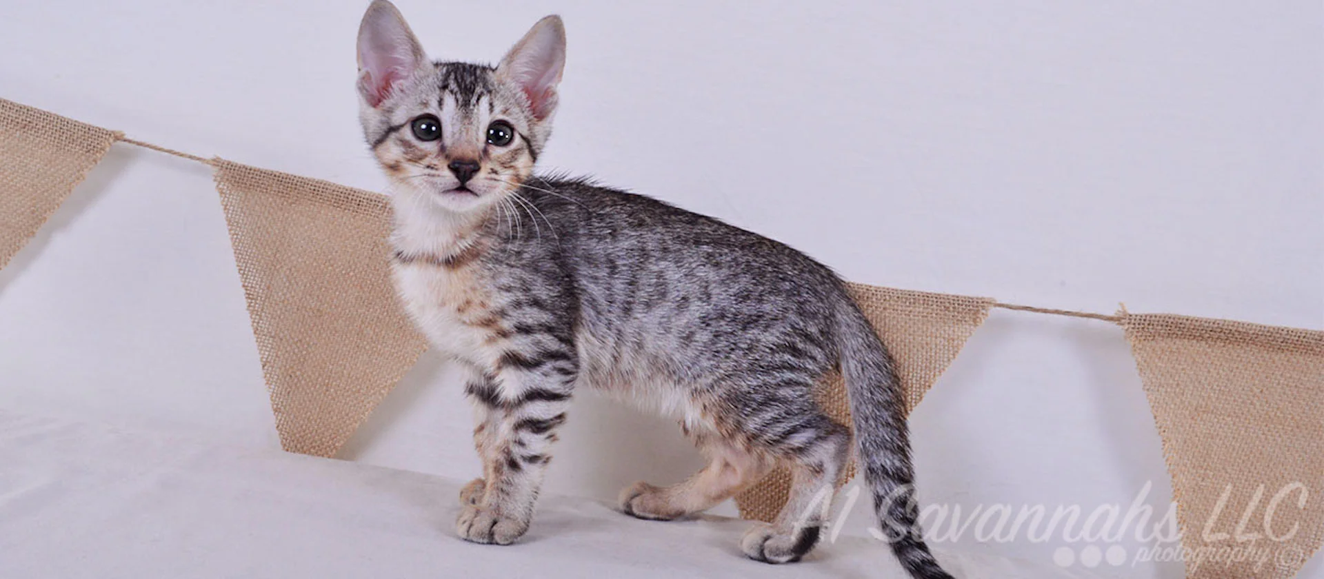 A1 Savannahs Elliot (Kobe) SBT Male Savannah Kitten