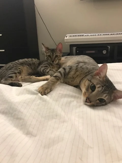 A1 Savannahs Elliot (Kobe) SBT Male Savannah Kitten