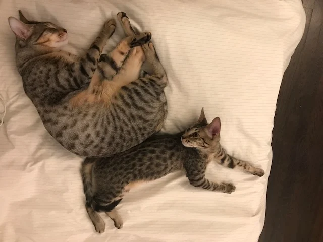 A1 Savannahs Elliot (Kobe) SBT Male Savannah Kitten