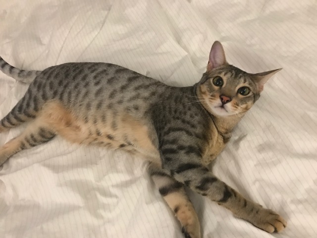 A1 Savannahs Elliot (Kobe) SBT Male Savannah Kitten