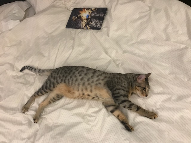 A1 Savannahs Elliot (Kobe) SBT Male Savannah Kitten