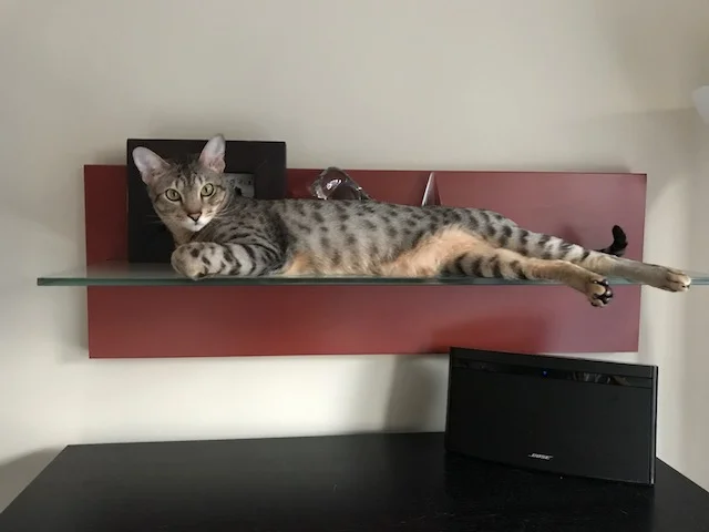 A1 Savannahs Elliot (Kobe) SBT Male Savannah Kitten