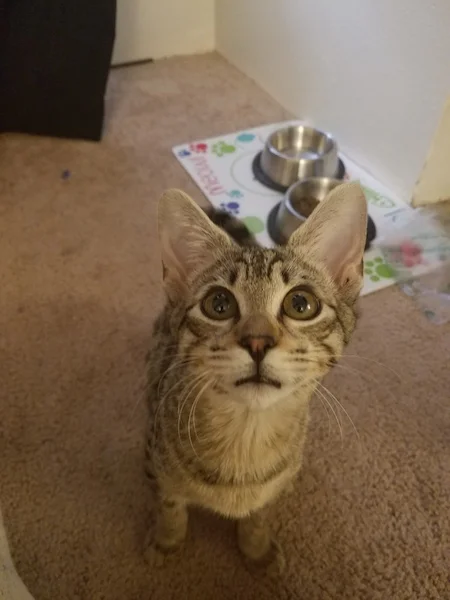 A1 Savannahs F3 Male Emerson Savannah Kitten