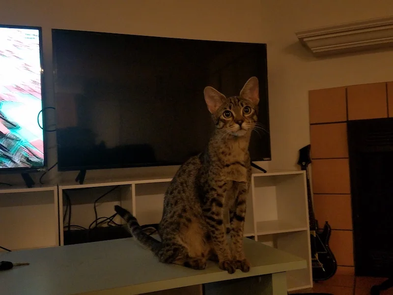 A1 Savannahs F3 Male Emerson Savannah Kitten