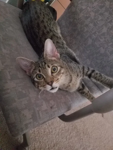 A1 Savannahs F3 Male Emerson Savannah Kitten