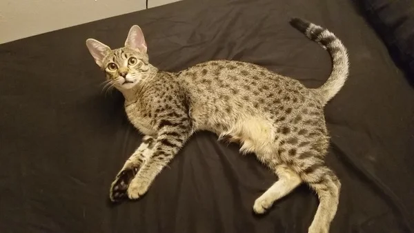 A1 Savannahs F3 Male Emerson Savannah Kitten