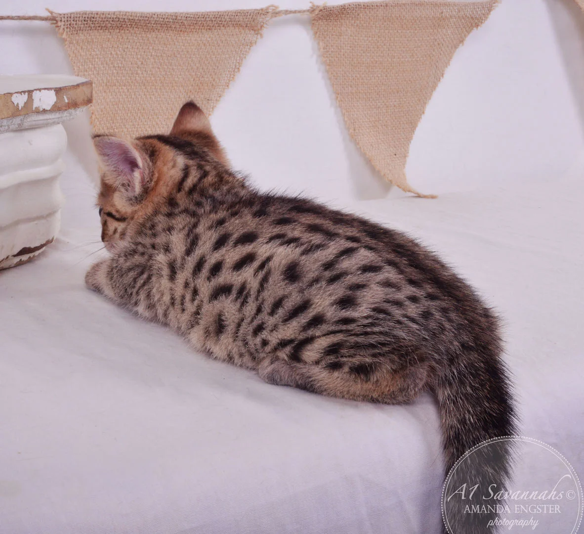 A1 Savannahs Avery F3 Female Savannah Kitten