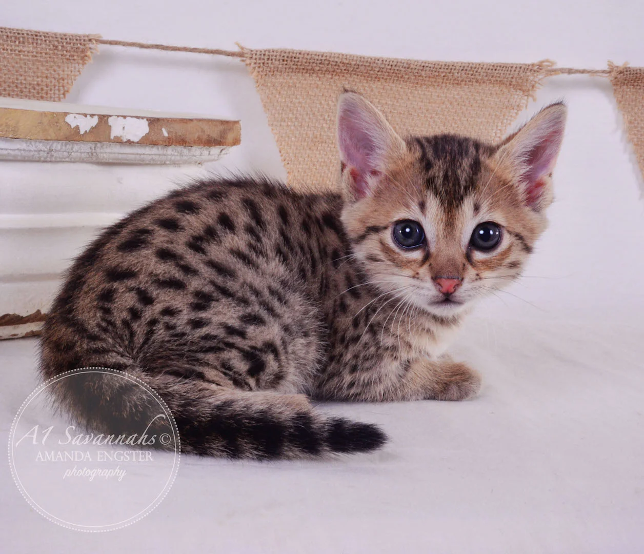 A1 Savannahs Avery F3 Female Savannah Kitten