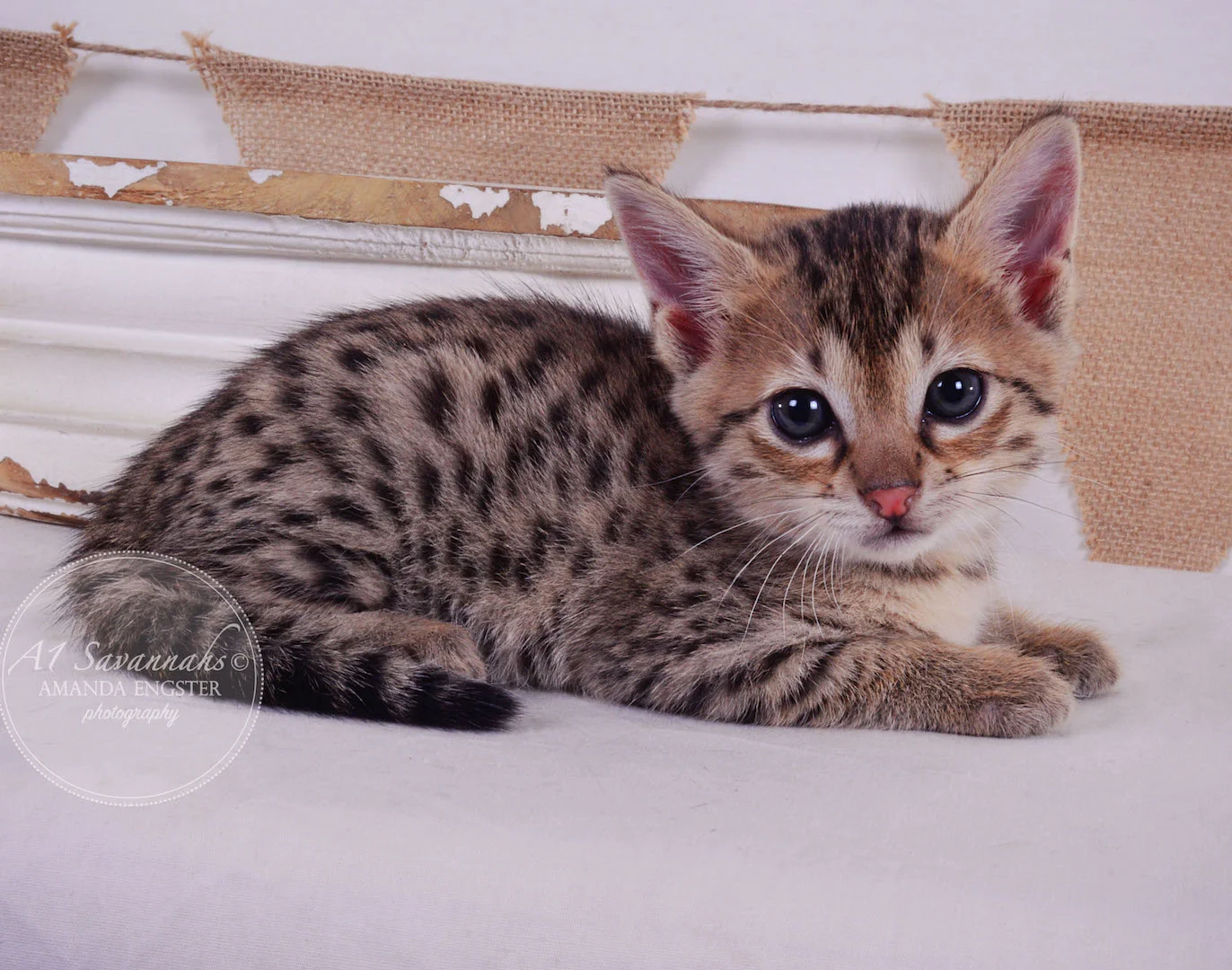 A1 Savannahs Avery F3 Female Savannah Kitten