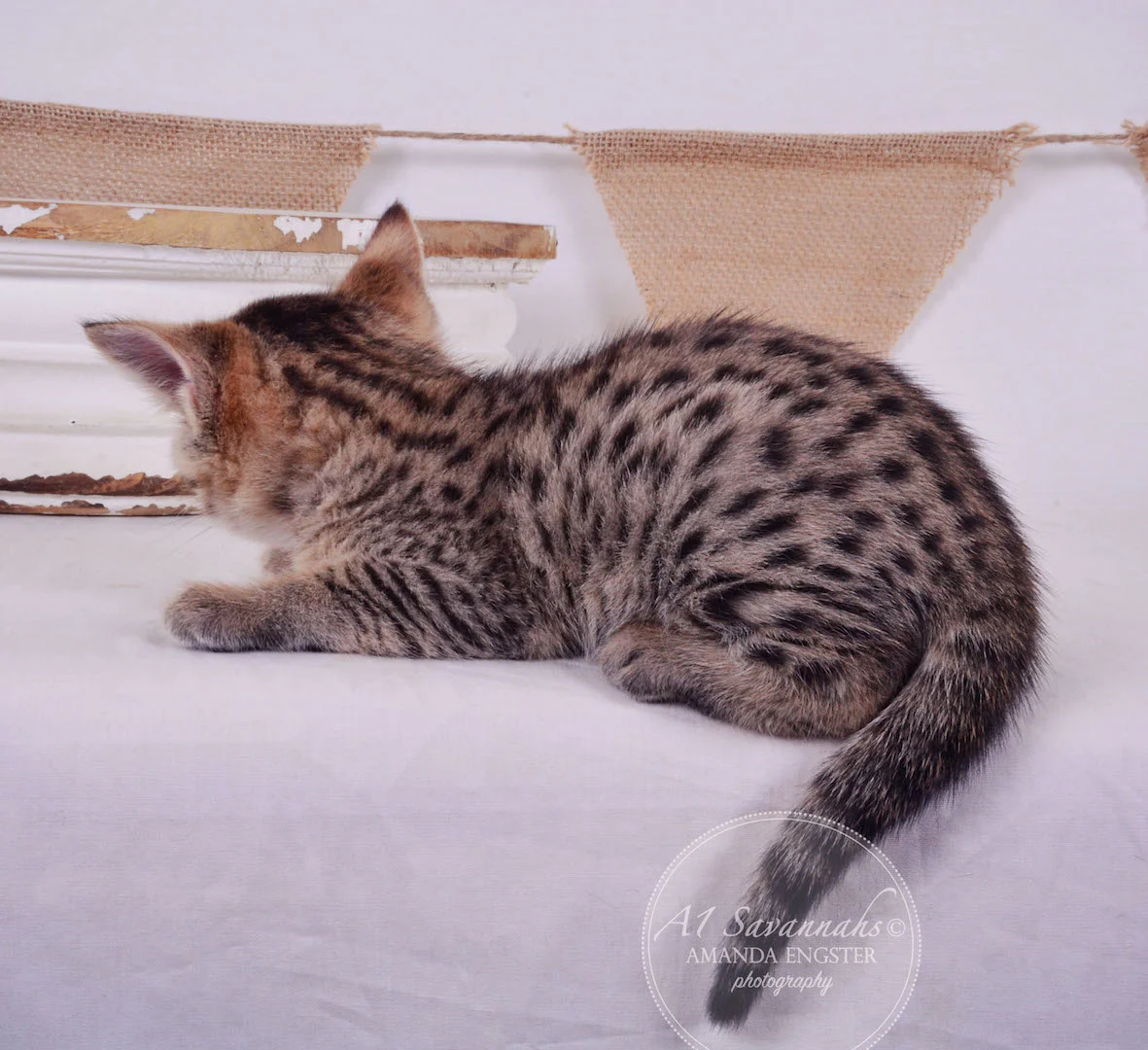 A1 Savannahs Avery F3 Female Savannah Kitten