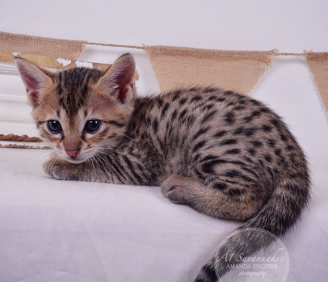 A1 Savannahs Avery F3 Female Savannah Kitten