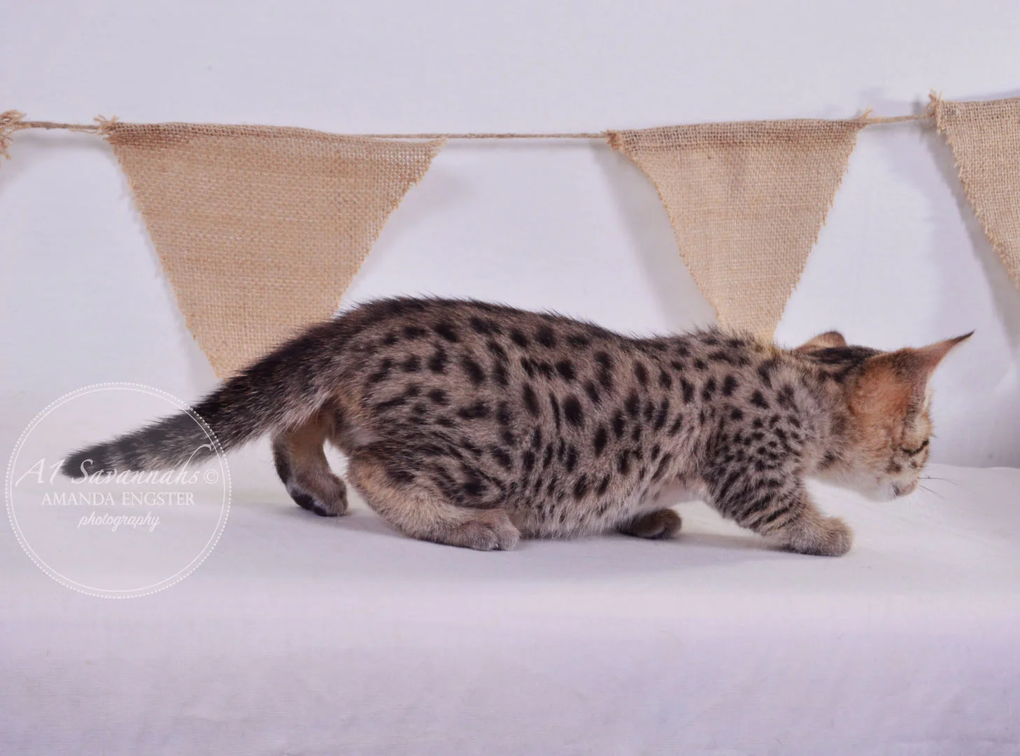A1 Savannahs Avery F3 Female Savannah Kitten