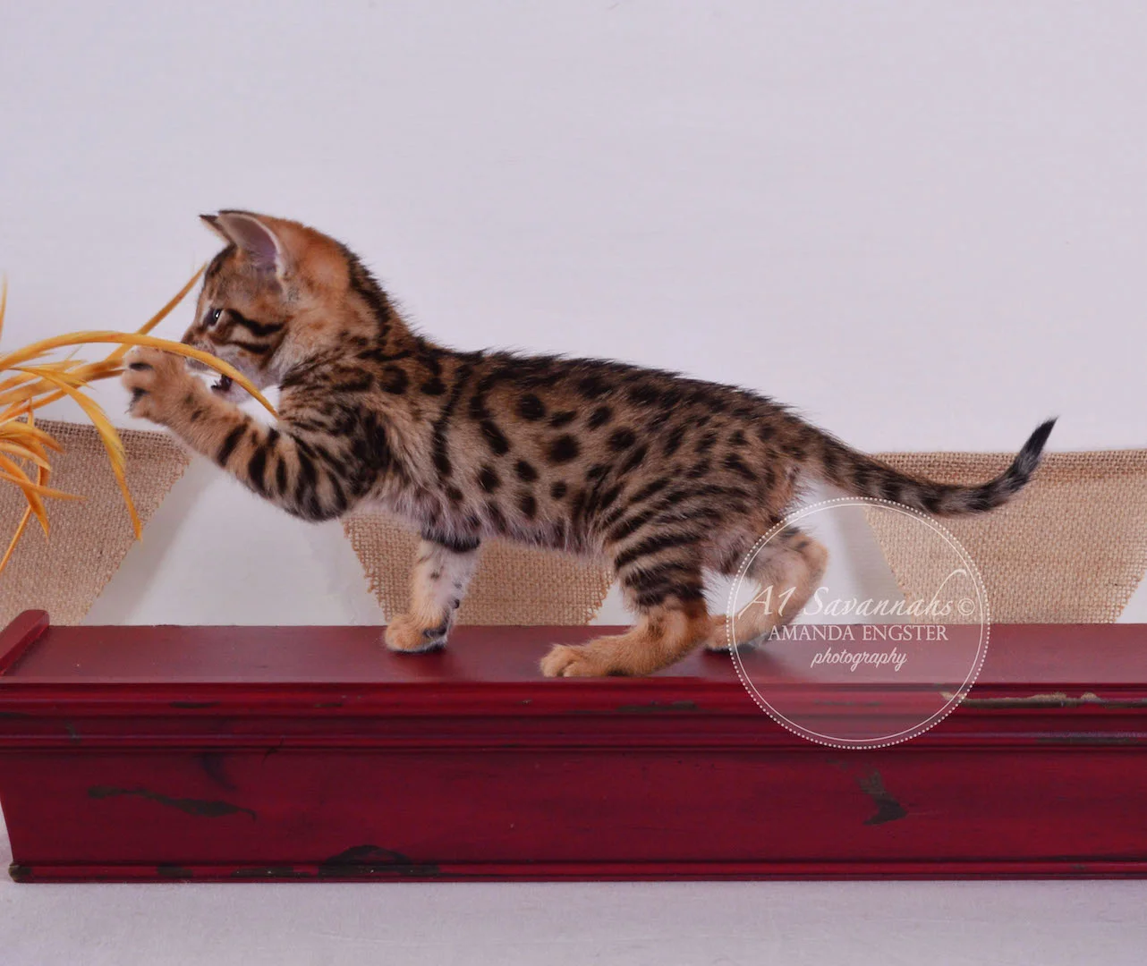 A1 Savannahs Tate F3 Male Savannah Kitten