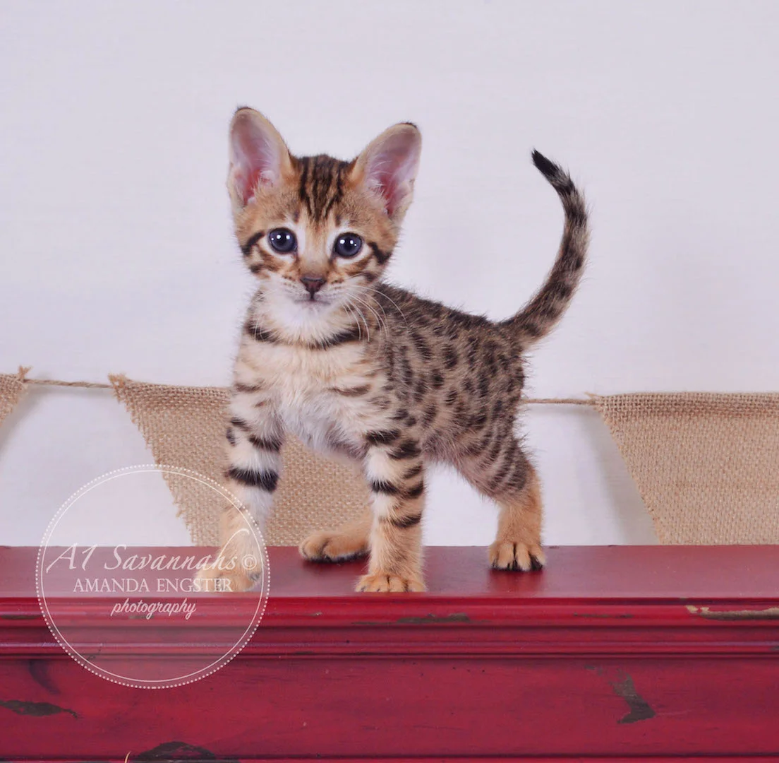 A1 Savannahs Tate F3 Male Savannah Kitten