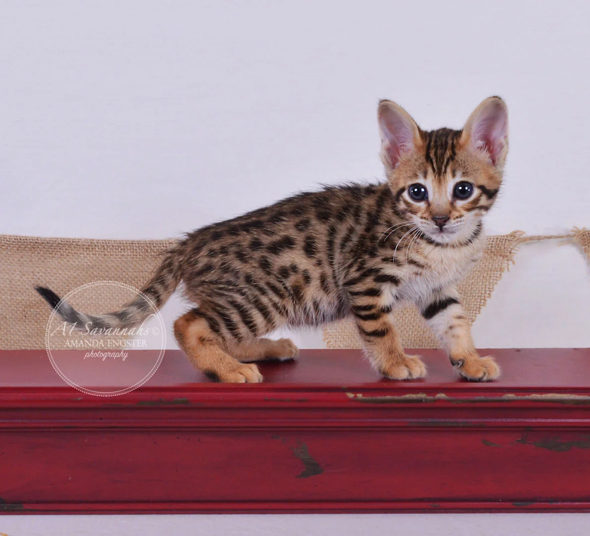 A1 Savannahs Tate F3 Male Savannah Kitten