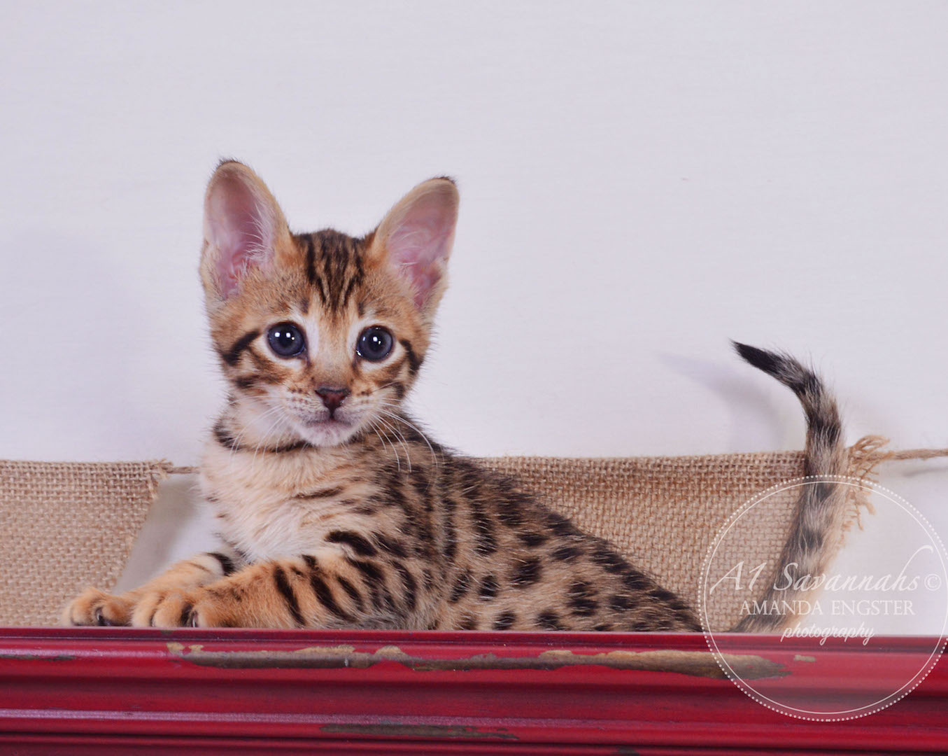A1 Savannahs Tate F3 Male Savannah Kitten