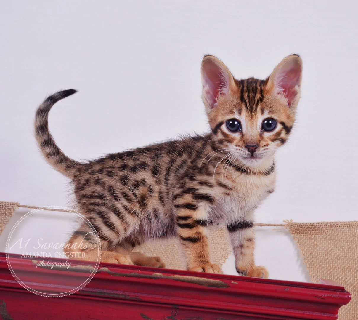 A1 Savannahs Tate F3 Male Savannah Kitten
