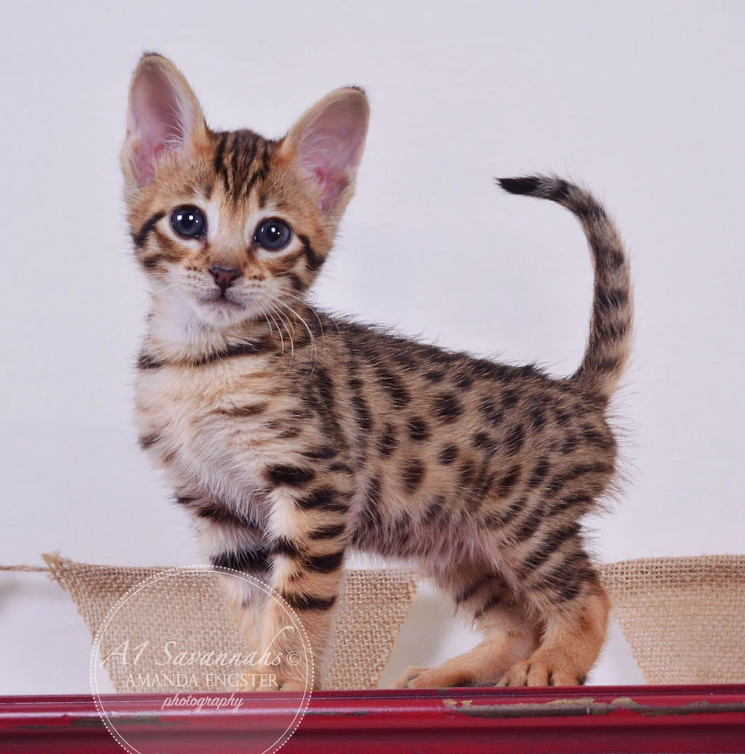 A1 Savannahs Tate F3 Male Savannah Kitten