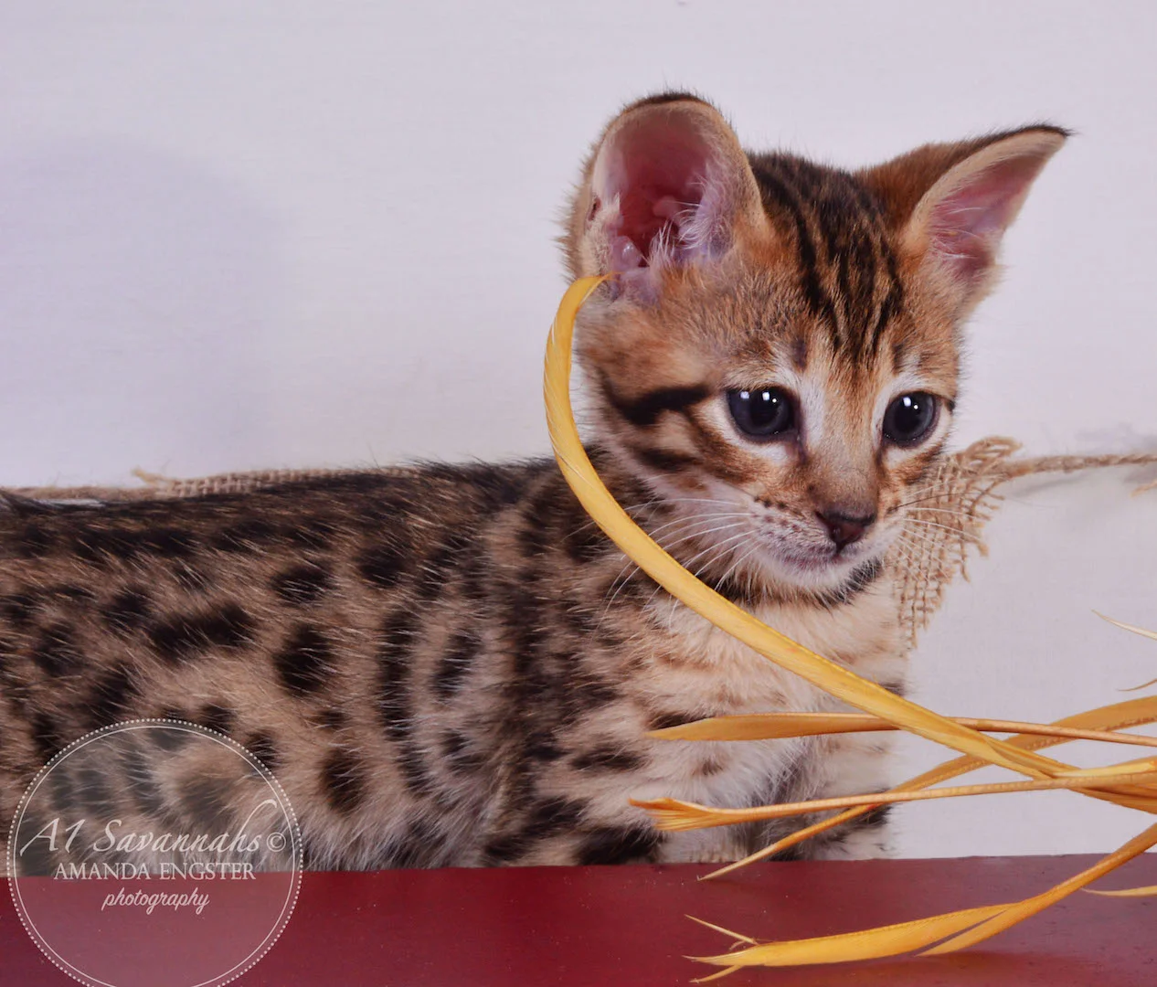 A1 Savannahs Tate F3 Male Savannah Kitten