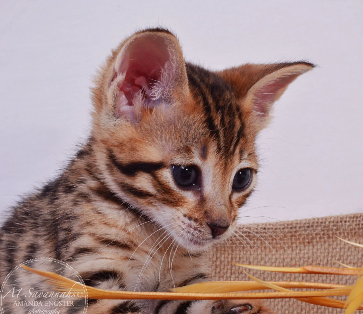 A1 Savannahs Tate F3 Male Savannah Kitten
