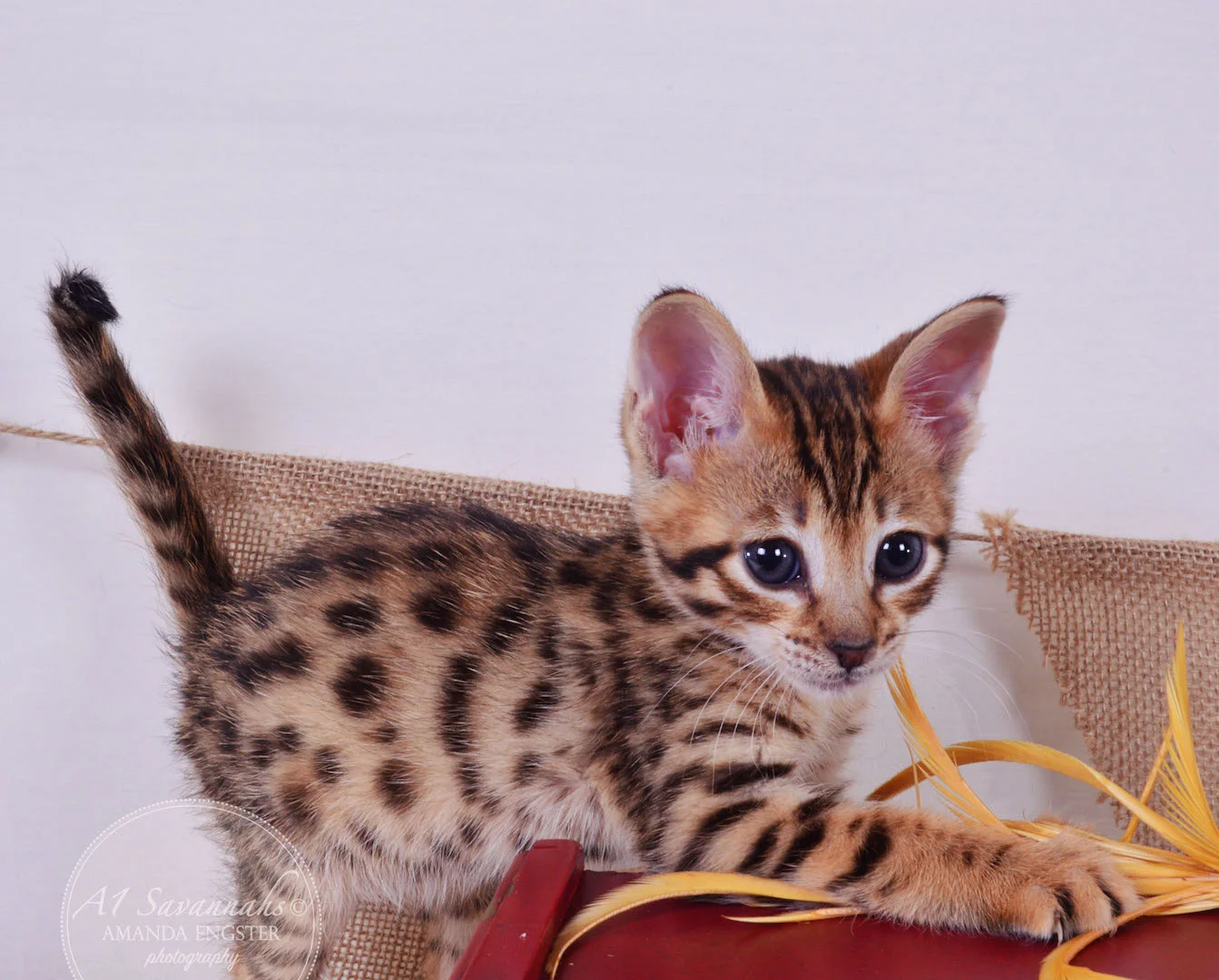 A1 Savannahs Tate F3 Male Savannah Kitten