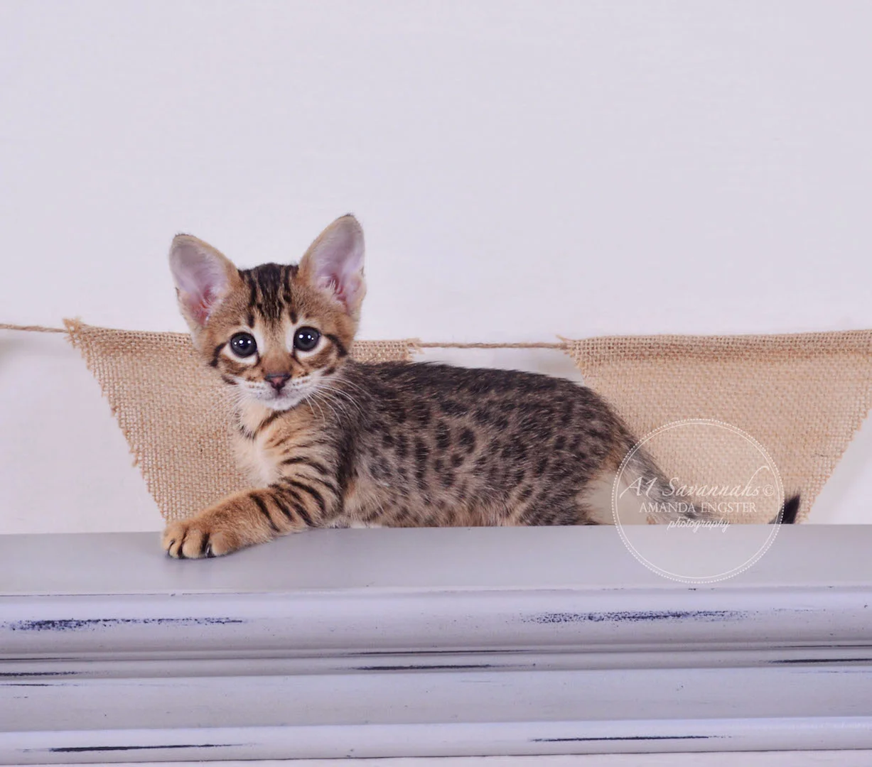 A1 Savannahs Theo F3 Male Savannah Kitten