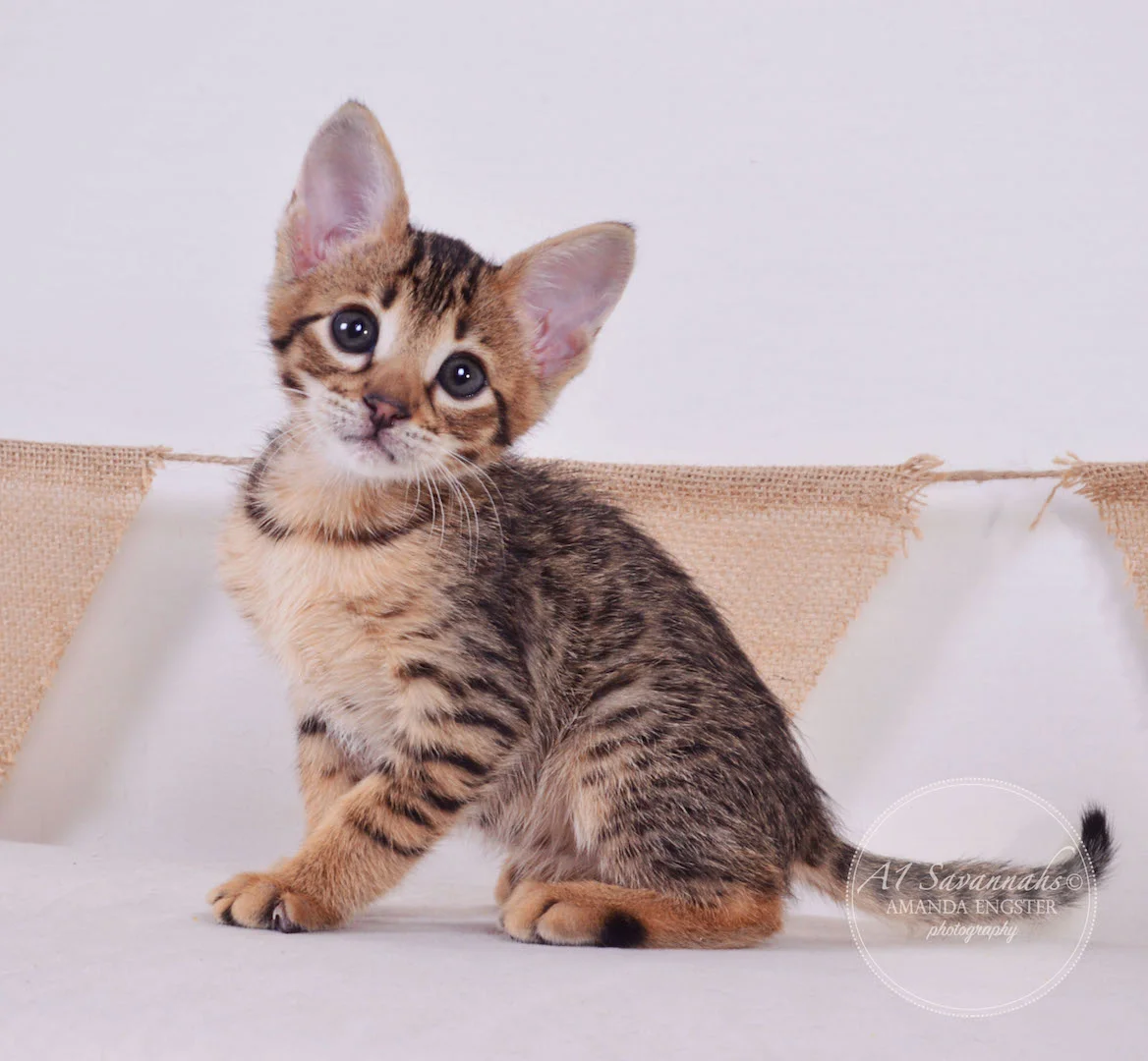 A1 Savannahs Theo F3 Male Savannah Kitten