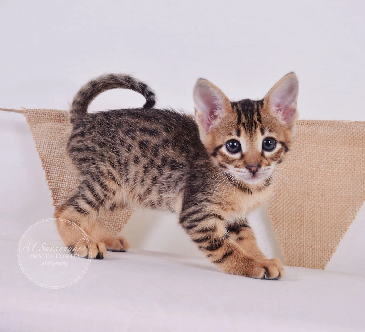 A1 Savannahs Theo F3 Male Savannah Kitten