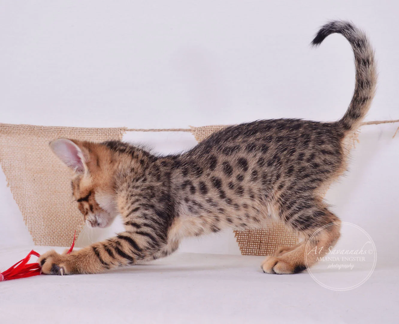 A1 Savannahs Theo F3 Male Savannah Kitten