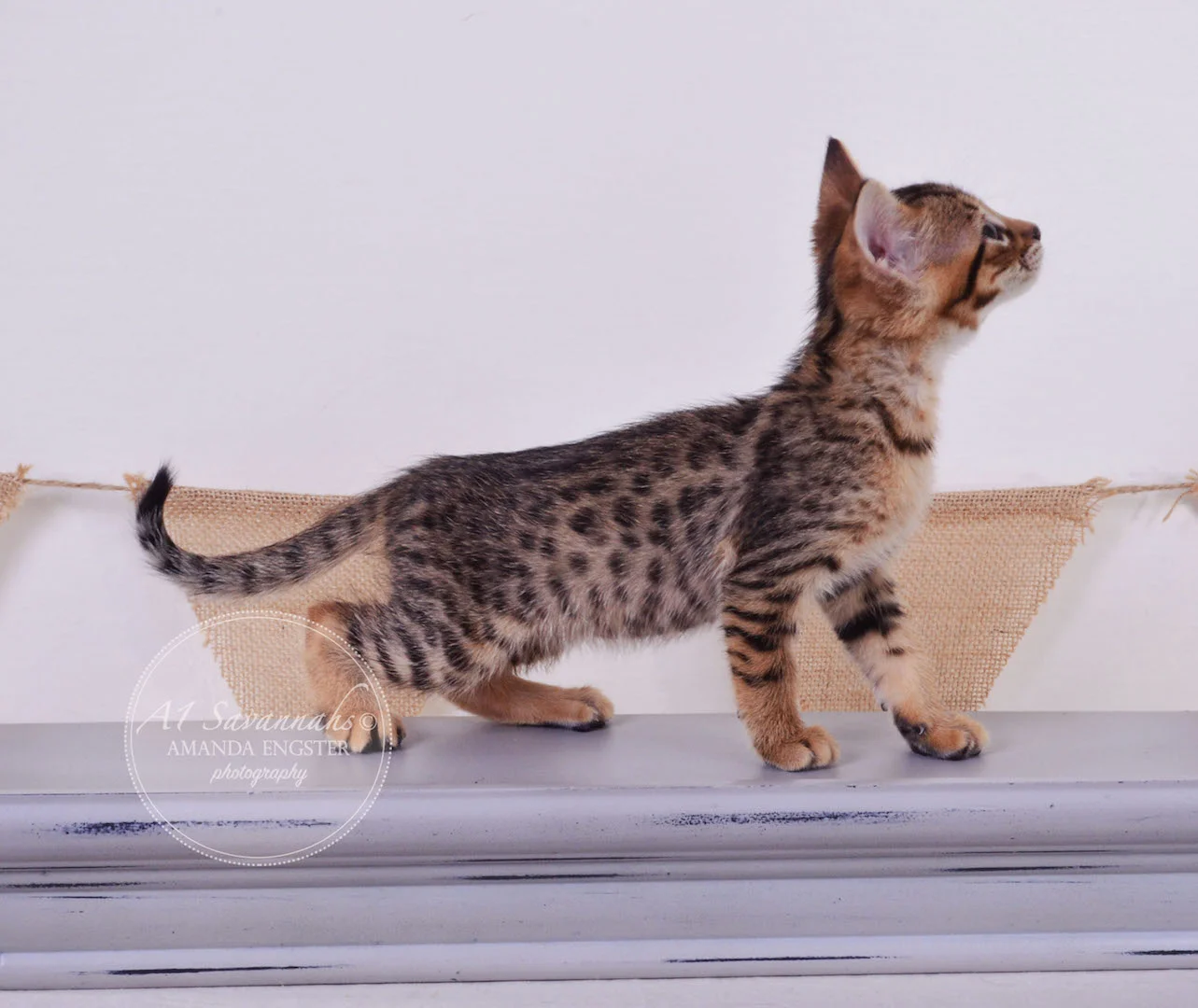 A1 Savannahs Theo F3 Male Savannah Kitten
