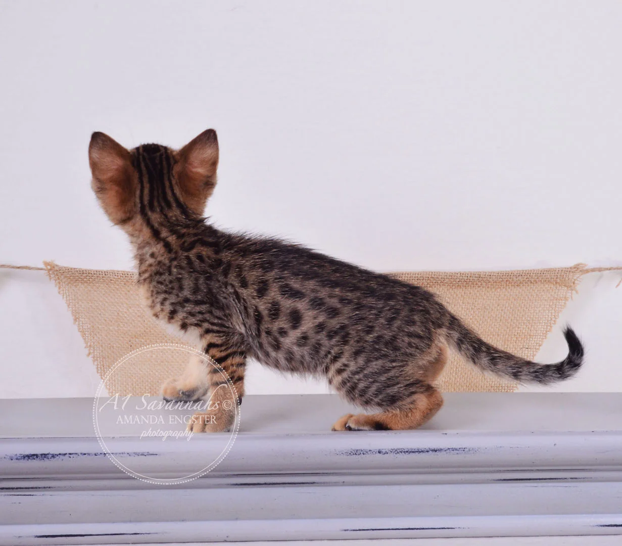 A1 Savannahs Theo F3 Male Savannah Kitten