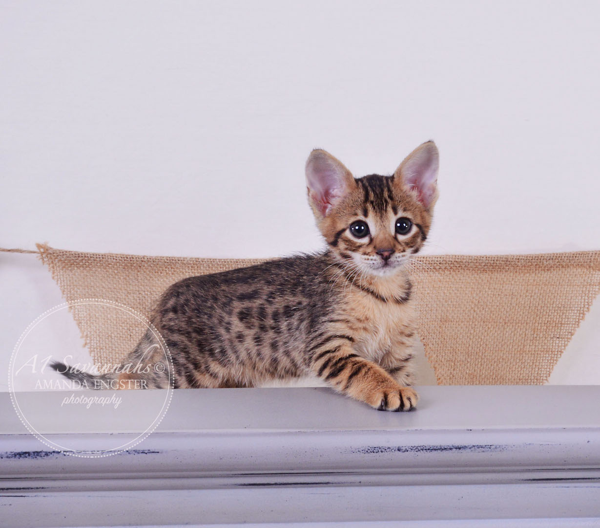 A1 Savannahs Theo F3 Male Savannah Kitten