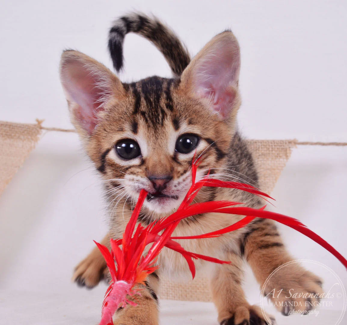 A1 Savannahs Theo F3 Male Savannah Kitten