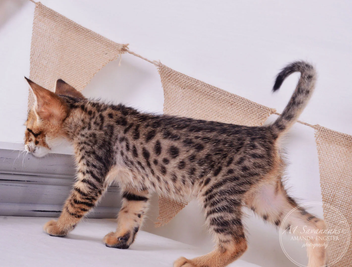A1 Savannahs Theo F3 Male Savannah Kitten