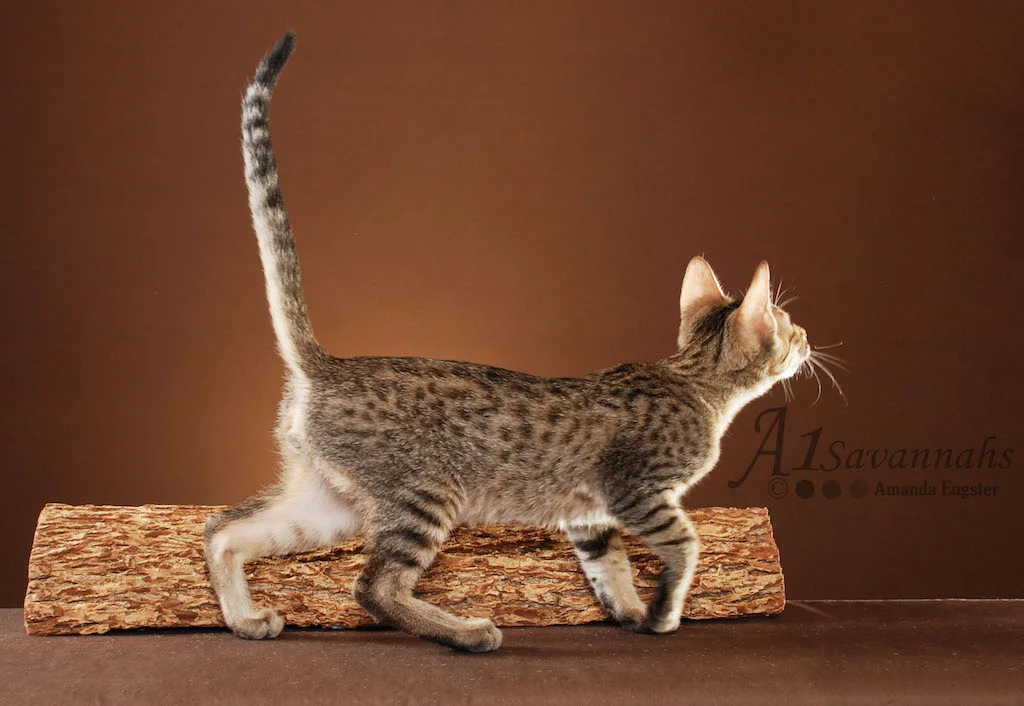 A1 Savannahs Olley F5 Male Savannah Kitten