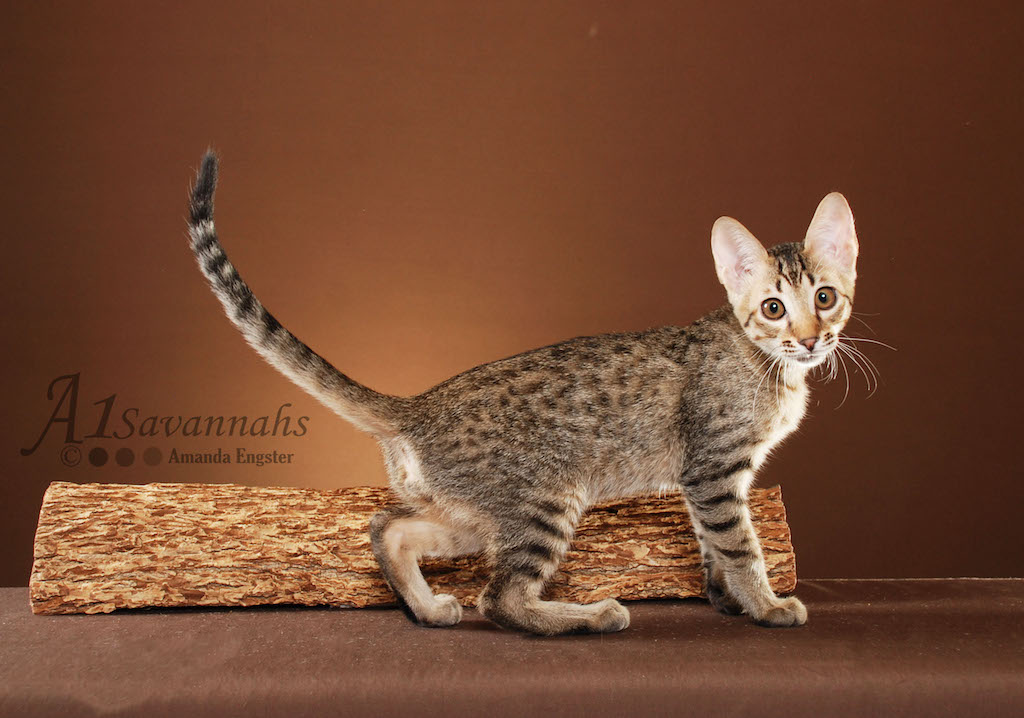 A1 Savannahs Olley F5 Male Savannah Kitten